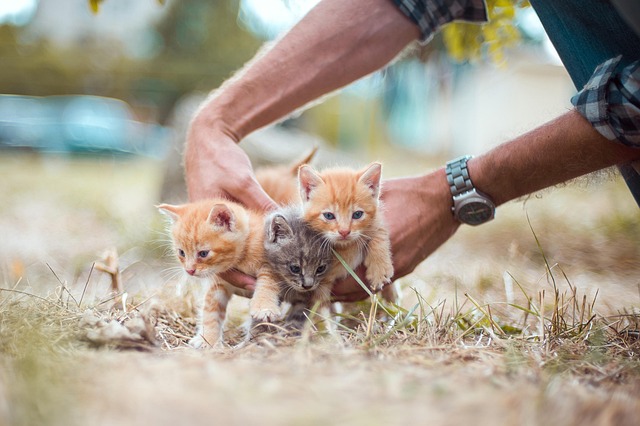 2 Aylık Yavru Kedi Günde Ne Kadar Mama Yer?