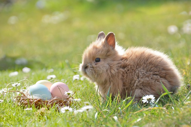 Angora Tavşanı Yünü Kaç Para? Angora Tavşanı Yünü Kaç Para?