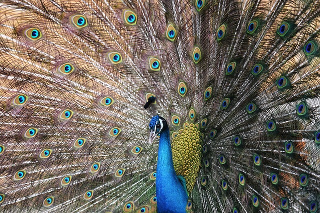 Hint Yağı Kirpige Nasil Surulur? Hint Yağı Kirpige Nasil Surulur?