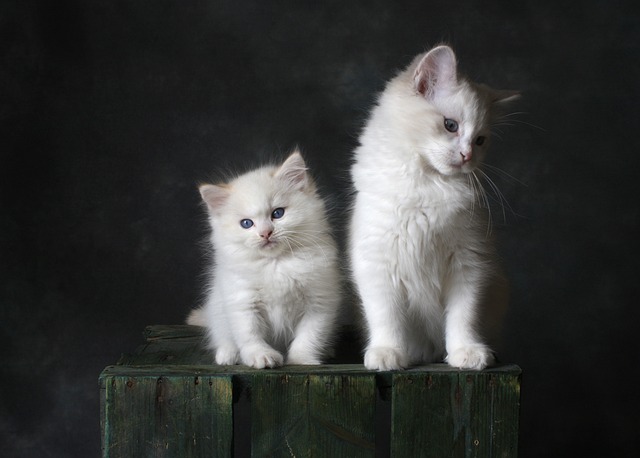 Kedi Neyle Taşınır?