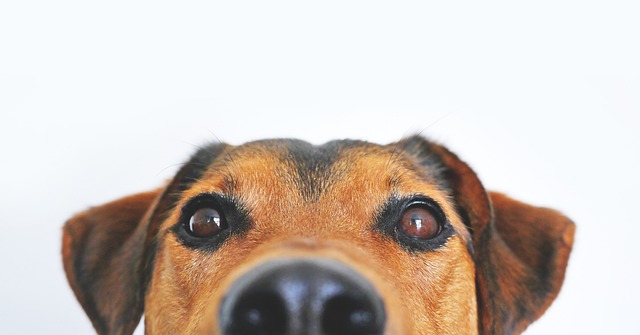 Köpek Eti Lezzetli Mi? Köpek Eti Lezzetli Mi?