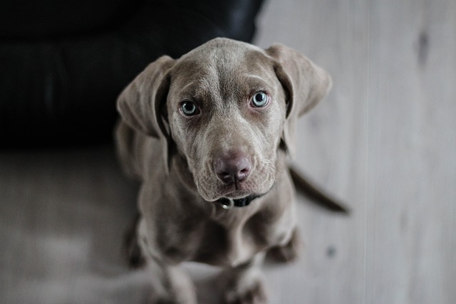 Köpek Ne Kadar Zamanda Doğum Yapar?