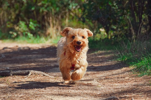 Köpek Ne Kadar Zamanda Doğum Yapar? Köpek Ne Kadar Zamanda Doğum Yapar?