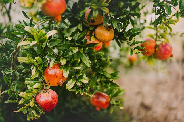 Nar Marmelatı Nasıl Olur? Nar Marmelatı Nasıl Olur?