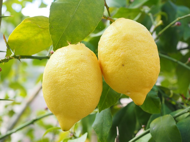 Siyah Çaya Limon Atılır Mı?