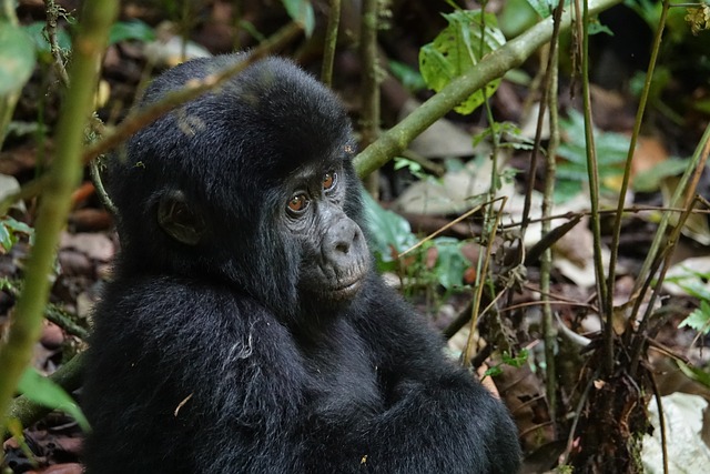 Uganda Hangi Ülkenin Sömürgesi?