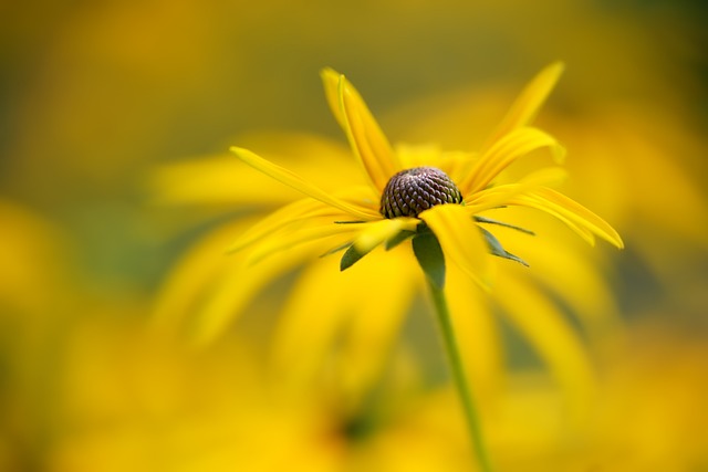 Ylang Ylang Çiçeği Nedir?